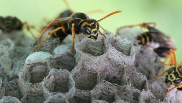 Insektenbekämpfung