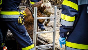 Kalb aus Güllegrube gerettet!