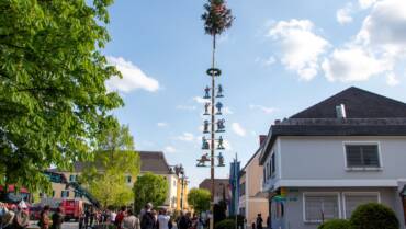 Traditioneller Maibaum für Mooskirchen